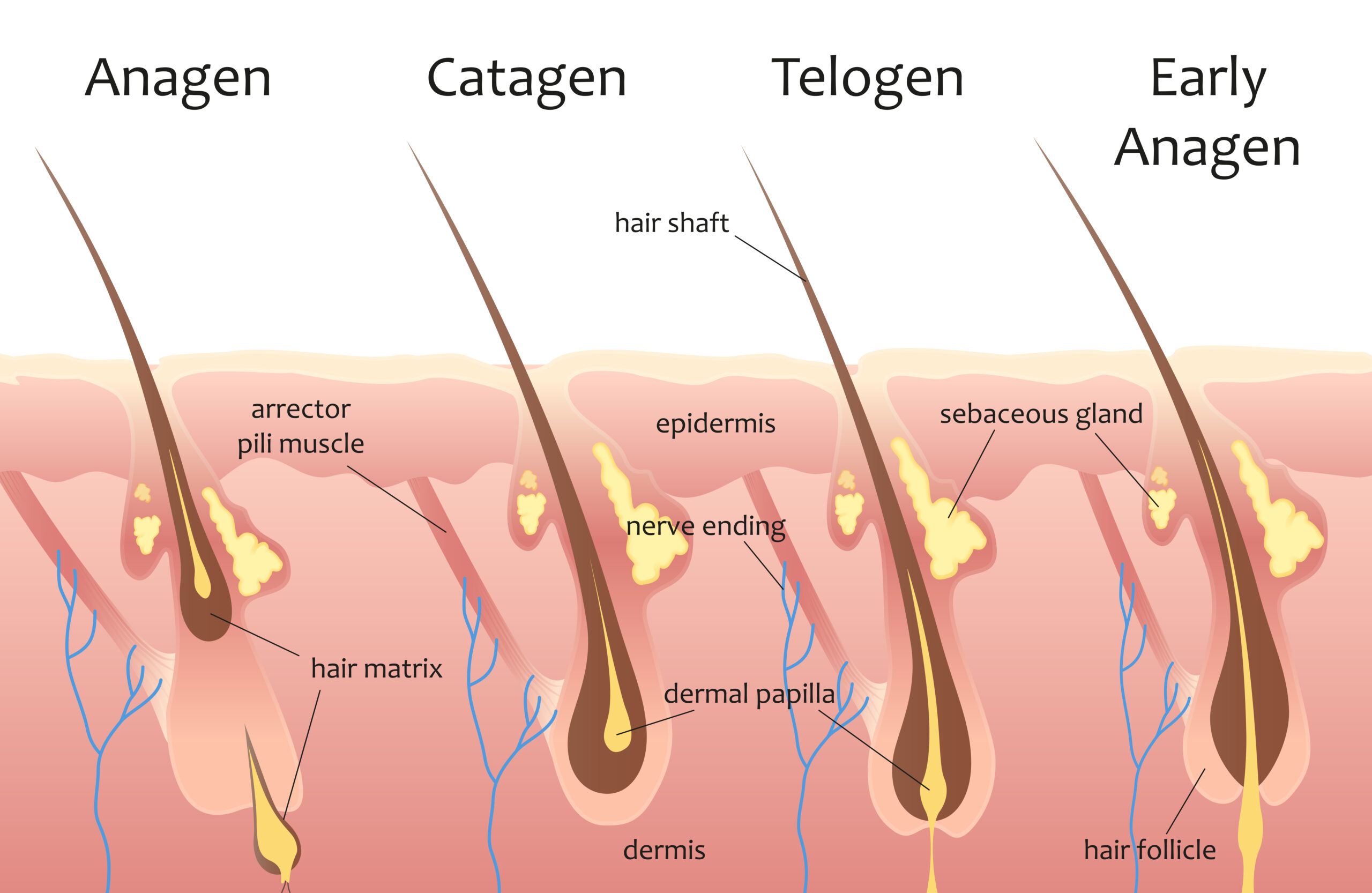 Gráfico de las fases caída de pelo